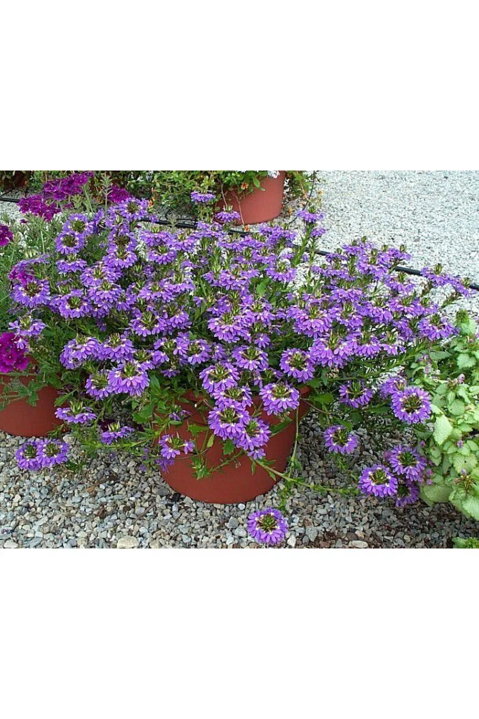 Czubatka ubiorkolistna, brachycome