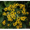 Rudbekia 'Forever Gold' Rudbeckia fulgida