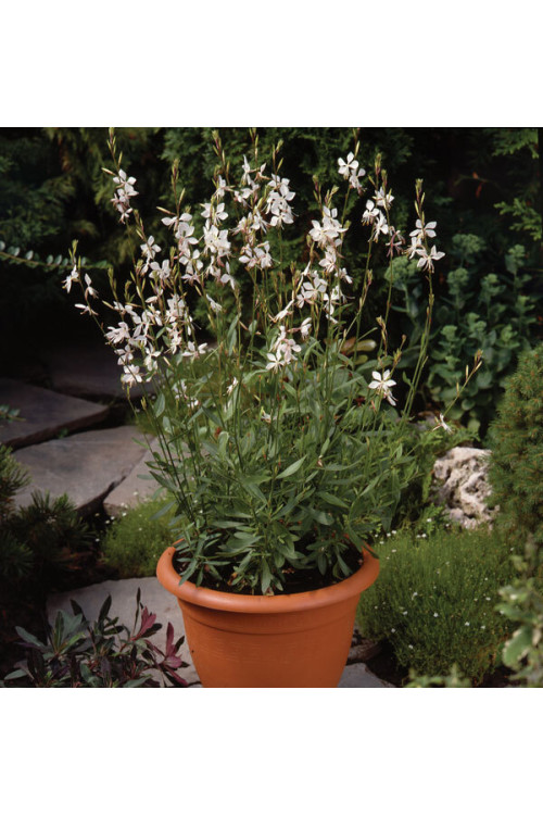Gaura 'Whirling Butterflies' | Gaura