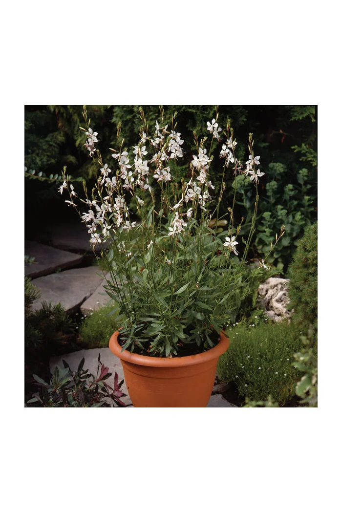 Gaura 'Whirling Butterflies' | Gaura