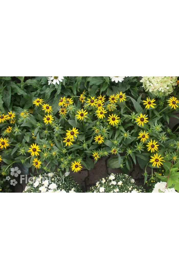Rudbekia 'Forever Gold' Rudbeckia fulgida