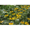 Rudbekia 'Forever Gold' Rudbeckia fulgida