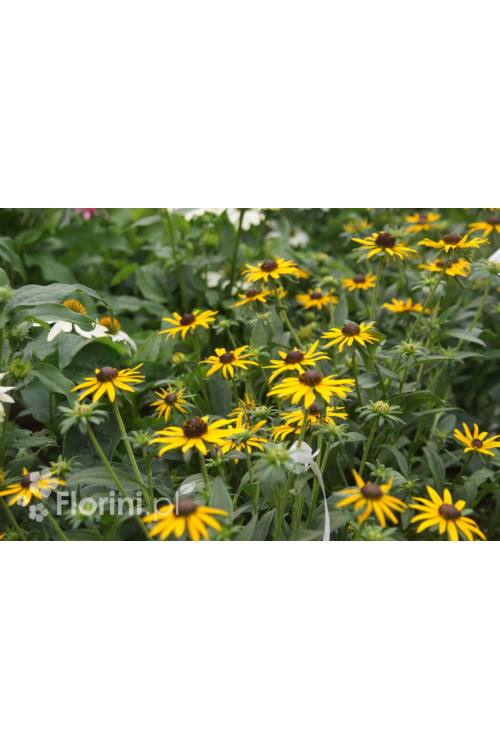 Rudbekia 'Forever Gold' Rudbeckia fulgida