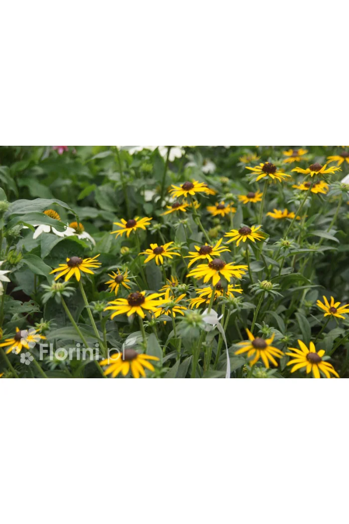 Rudbekia 'Forever Gold' Rudbeckia fulgida