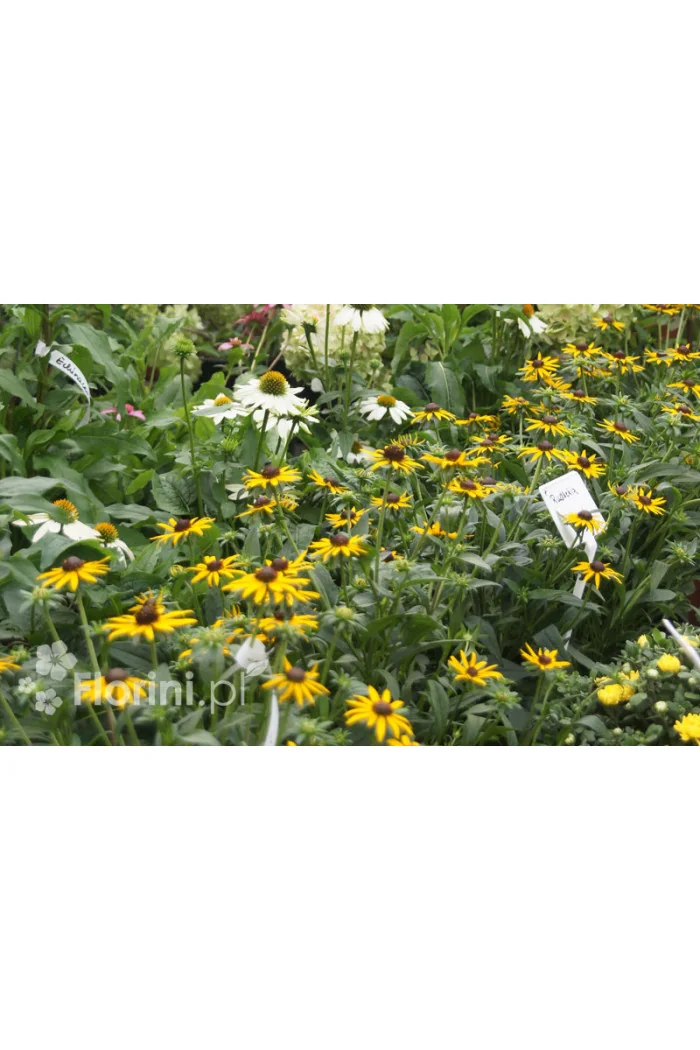 Rudbekia 'Forever Gold' Rudbeckia fulgida
