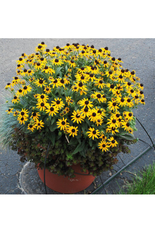 Rudbekia 'Forever Gold' Rudbeckia fulgida