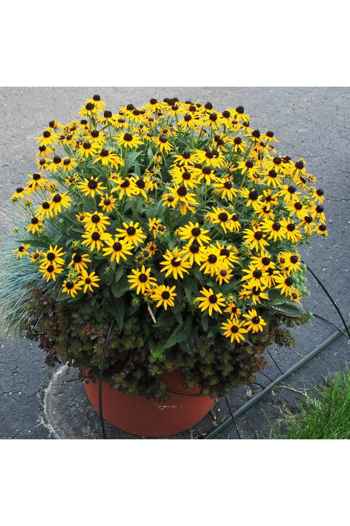 Rudbekia 'Forever Gold' Rudbeckia fulgida
