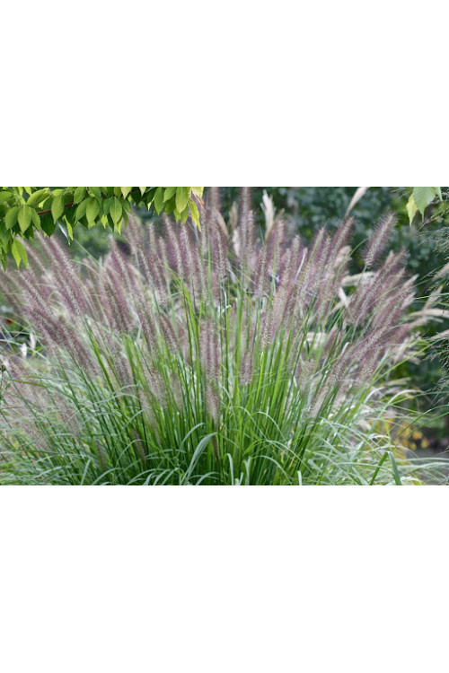 Rozplenica japońska 'Black Beauty' | Pennisetum alopecuroides
