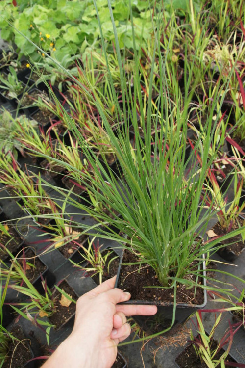 Rozplenica japońska 'Black Beauty' | Pennisetum alopecuroides