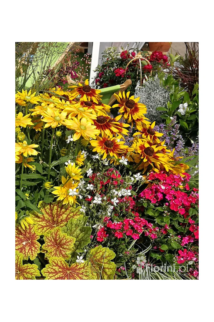 Rudbekia 'SmileyZ Big Glow' Rudbeckia