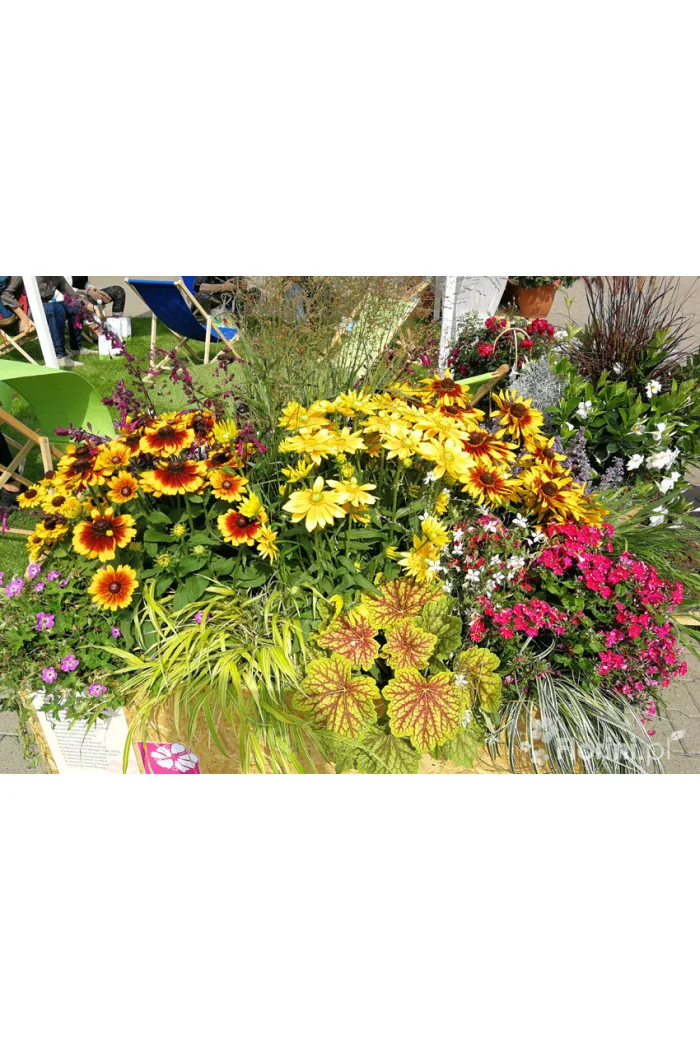 Rudbekia 'SmileyZ Big Glow' Rudbeckia