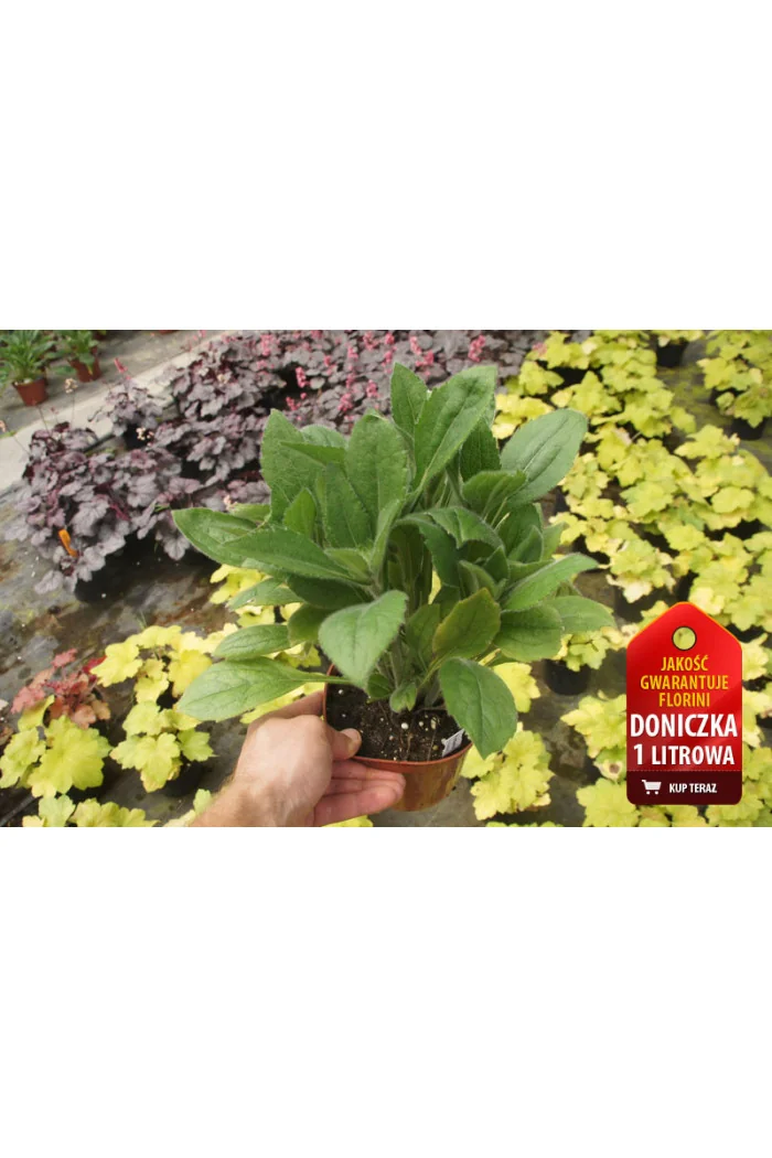 Rudbekia 'SmileyZ Big Glow' Rudbeckia