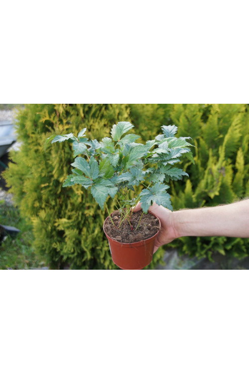 Tawułka arendsa 'Vesuvius' | Astilbe arendsii