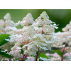 Hortensja bukietowa 'Early Harry' | Hydrangea paniculata