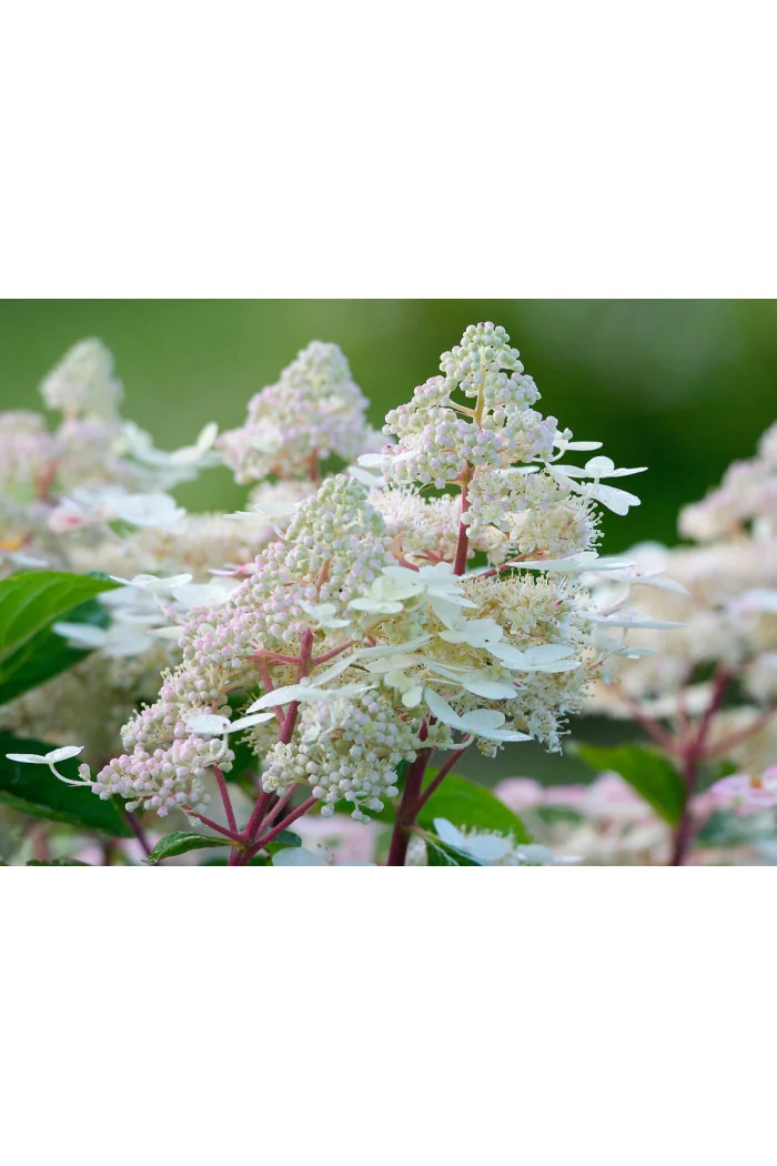 Hortensja bukietowa 'Early Harry' | Hydrangea paniculata