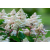 Hortensja bukietowa 'Early Harry' | Hydrangea paniculata
