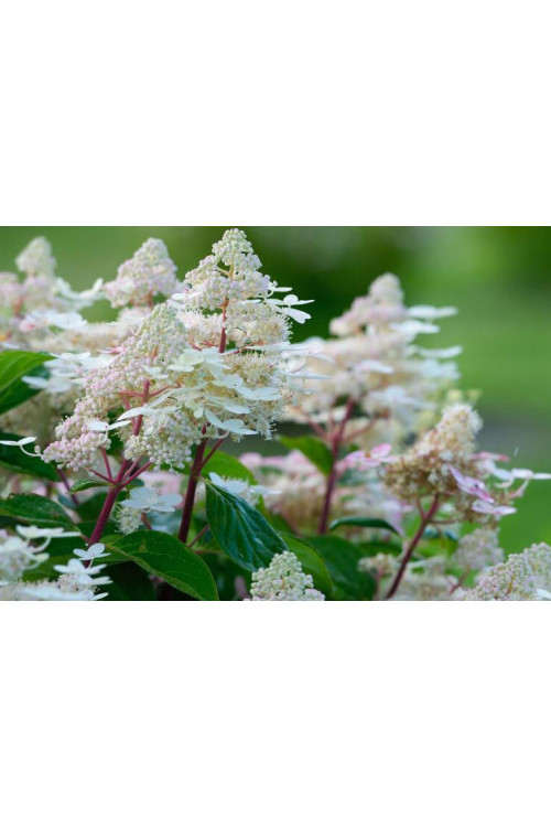 Hortensja bukietowa 'Early Harry' | Hydrangea paniculata