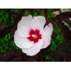 Hibiskus 'Carousel Jolly Heart' | Hibiscus moscheutos