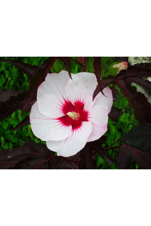 Hibiskus 'Carousel Jolly Heart' | Hibiscus moscheutos