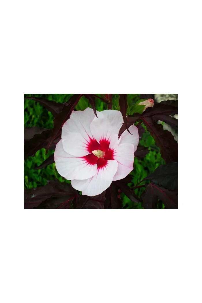 Hibiskus 'Carousel Jolly Heart' | Hibiscus moscheutos