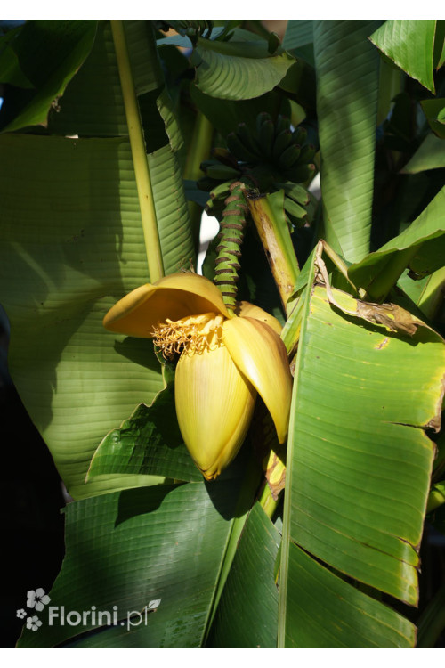 Bananowiec | Musa basjoo