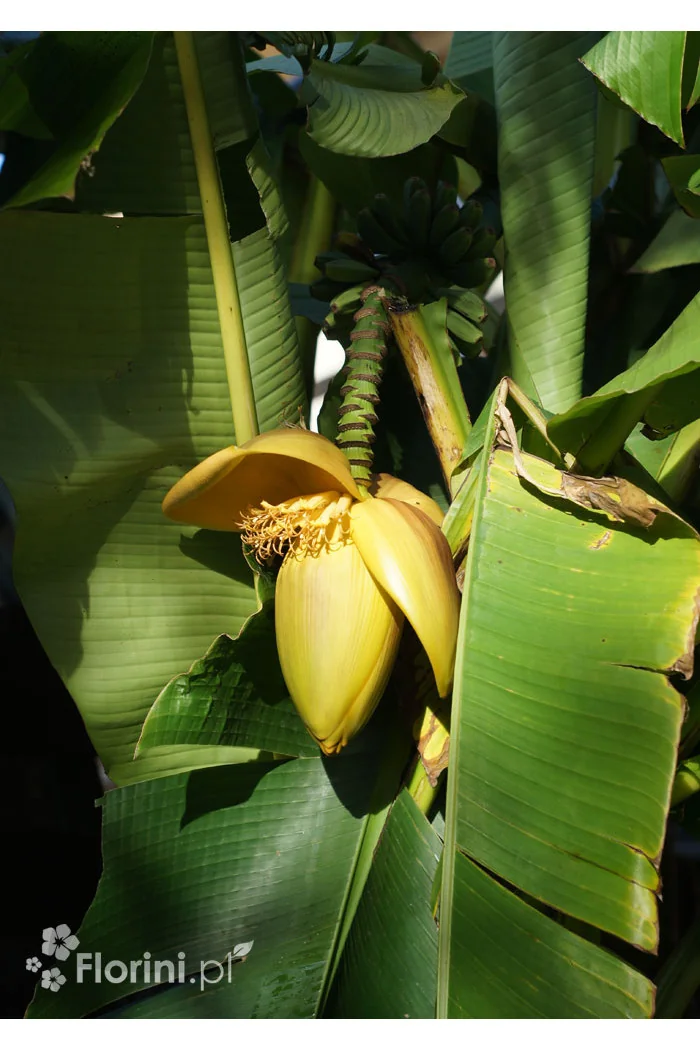 Bananowiec | Musa basjoo