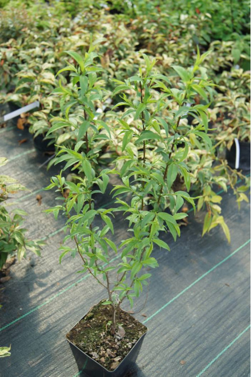 Wiśnia gruczołkowata 'Alba Plena' | Prunus glandulosa