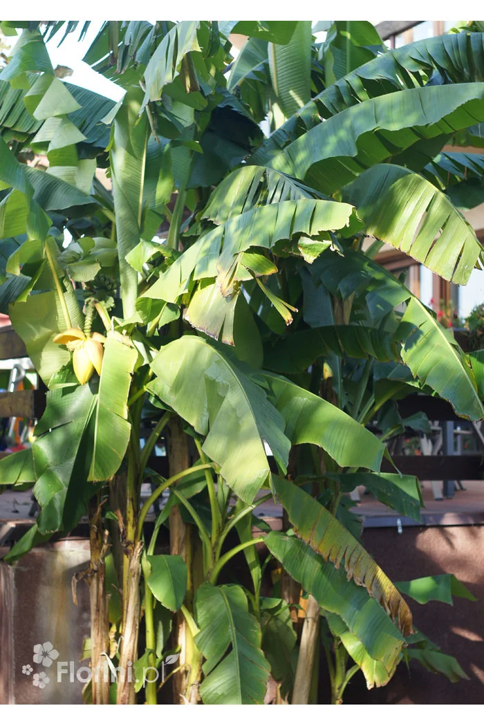Bananowiec | Musa basjoo