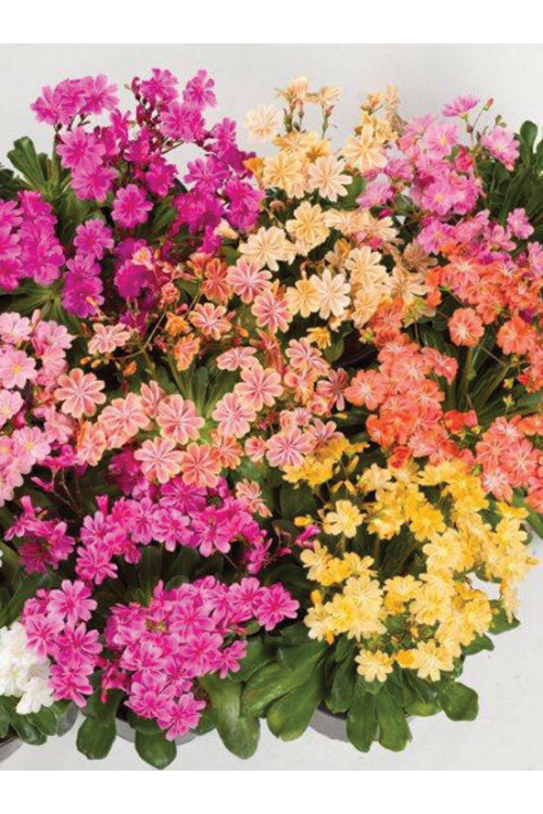 Lewizja 'Elise' | Lewisia cotyledon