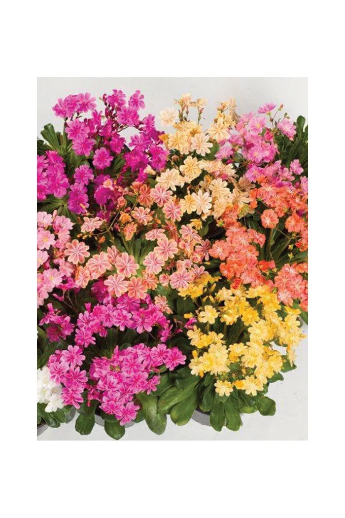 Lewizja 'Elise' | Lewisia cotyledon