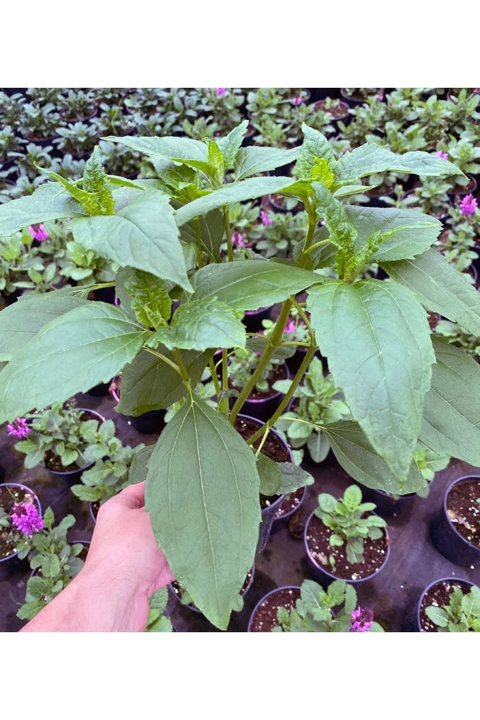 Słonecznik 'Double Whammy' Helianthus