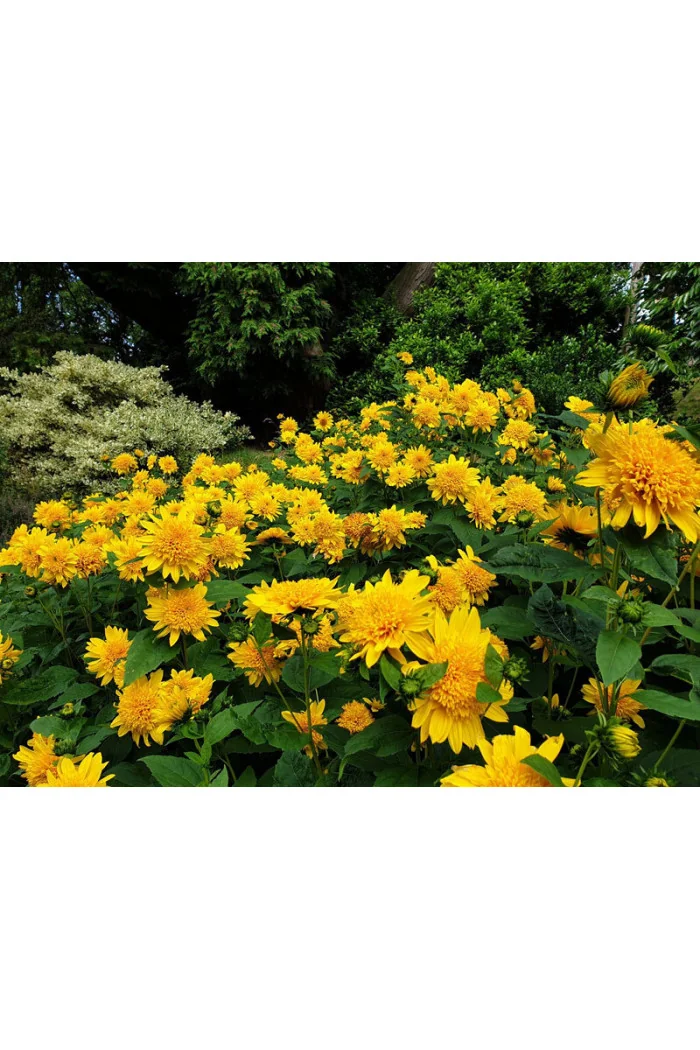 Słonecznik 'Double Whammy' Helianthus