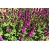 Szałwia omszona 'Marvel Rose' | Salvia nemorosa