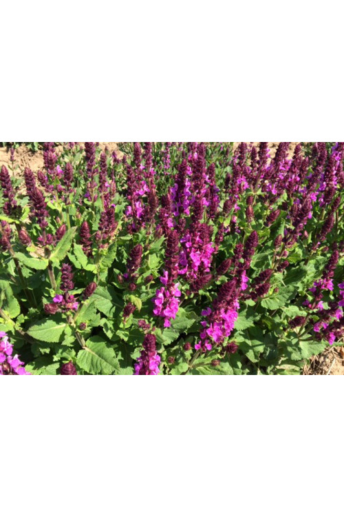 Szałwia omszona 'Marvel Rose' | Salvia nemorosa