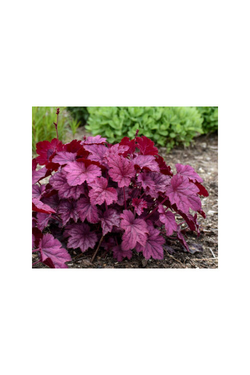 Żurawka 'Wild Rose' | Heuchera