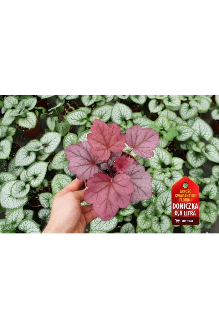 Żurawka 'Wild Rose' | Heuchera