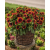 Gailardia 'SpinTop Orange Halo' | Gaillardia