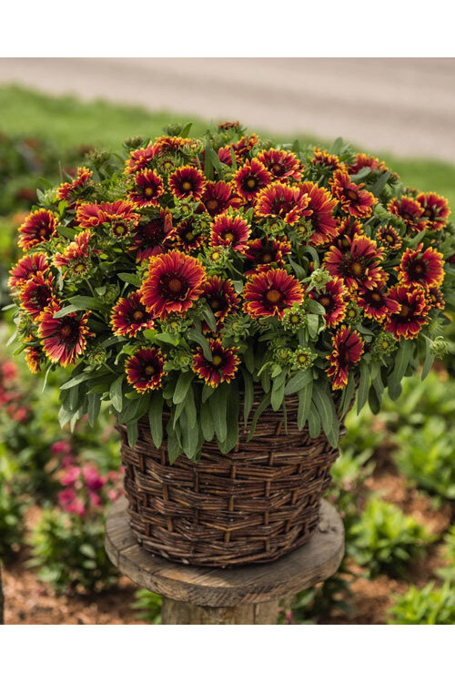 Gailardia 'SpinTop Orange Halo' | Gaillardia