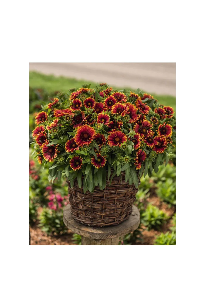 Gailardia 'SpinTop Orange Halo' | Gaillardia