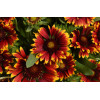 Gailardia 'SpinTop Orange Halo' | Gaillardia
