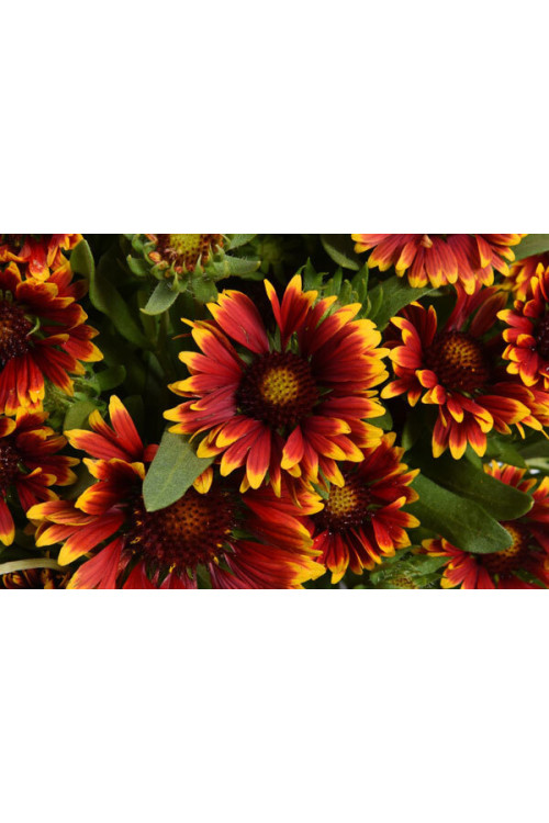 Gailardia 'SpinTop Orange Halo' | Gaillardia