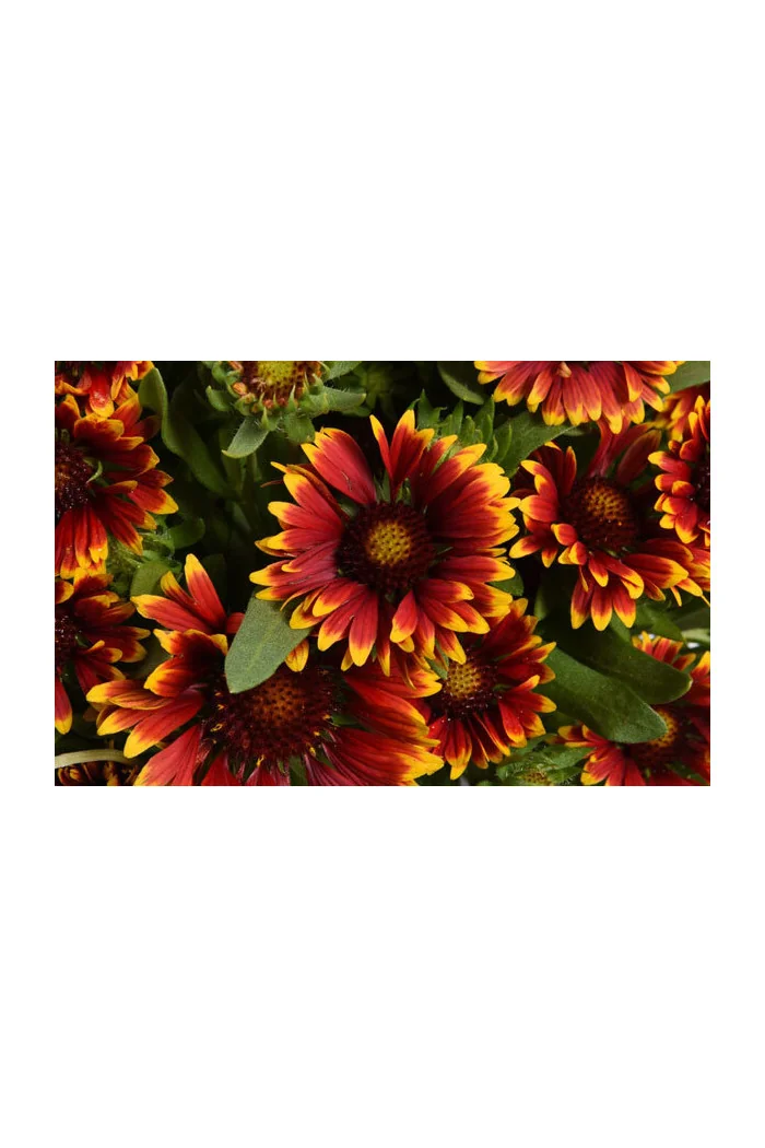 Gailardia 'SpinTop Orange Halo' | Gaillardia
