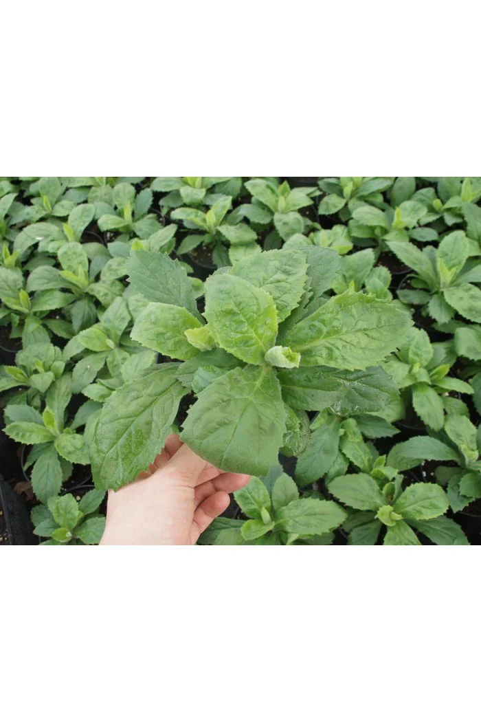 Naparstnica 'Berry Canary' | Digitalis digiplexis