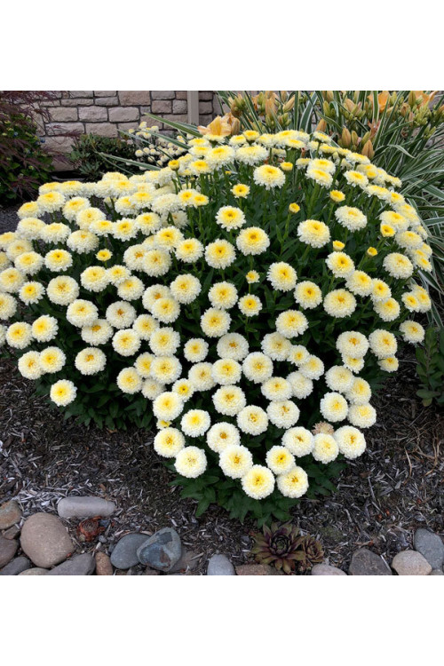 Złocień 'Luna' | Leucanthemum x superbum