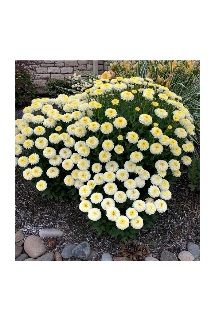Złocień 'Luna' | Leucanthemum x superbum