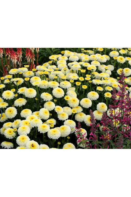 Złocień 'Luna' | Leucanthemum x superbum