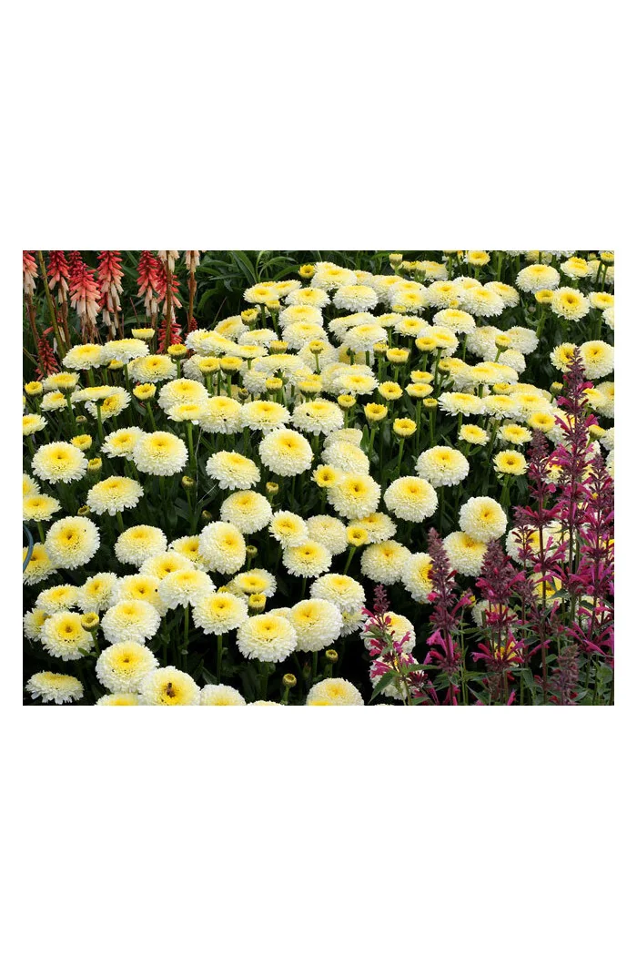 Złocień 'Luna' | Leucanthemum x superbum