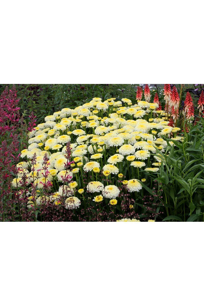 Złocień 'Luna' | Leucanthemum x superbum