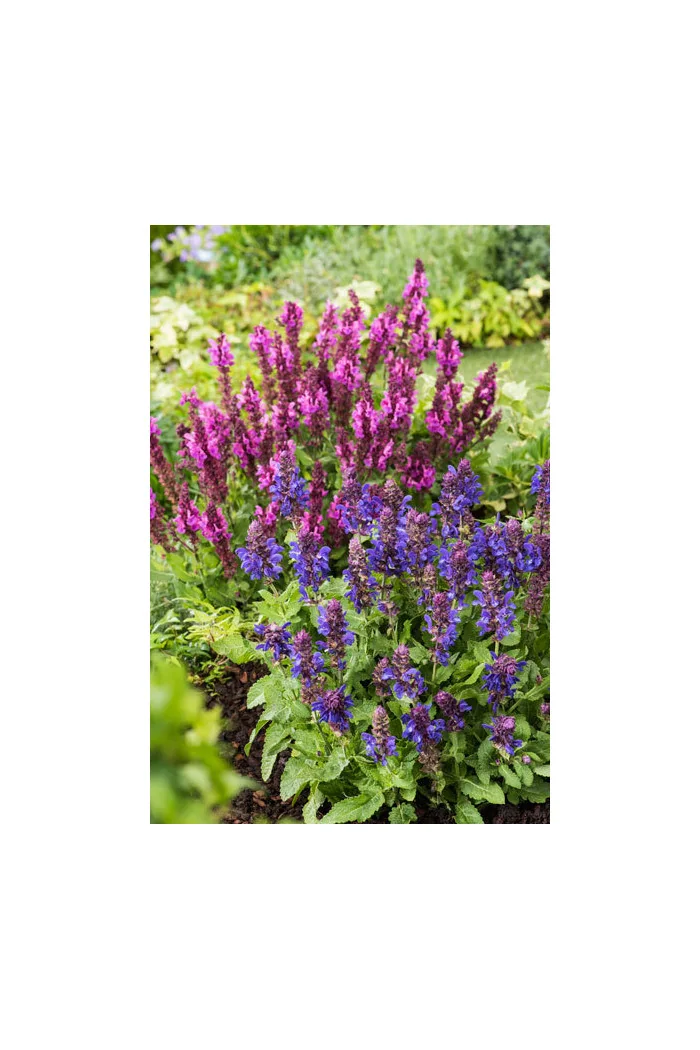 Szałwia omszona 'Marvel Rose' | Salvia nemorosa
