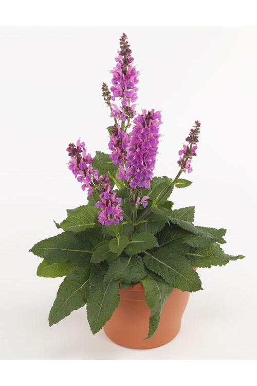 Szałwia omszona 'Marvel Rose' | Salvia nemorosa